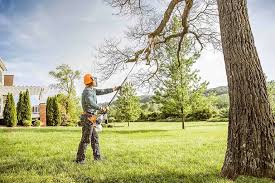 How Our Tree Care Process Works  in  Vail, CO