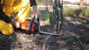 Vail, CO Tree Care Services Company