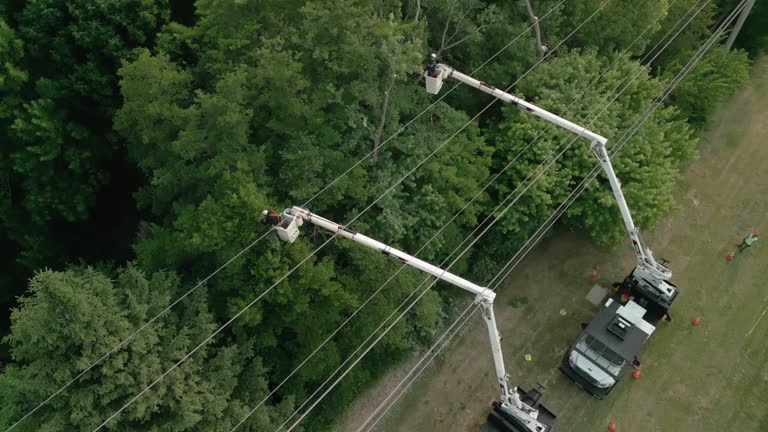 Tree and Shrub Care in Vail, CO